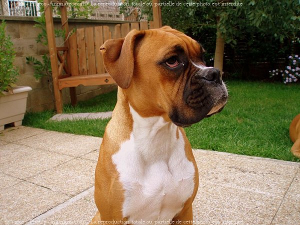 Photo de Boxer