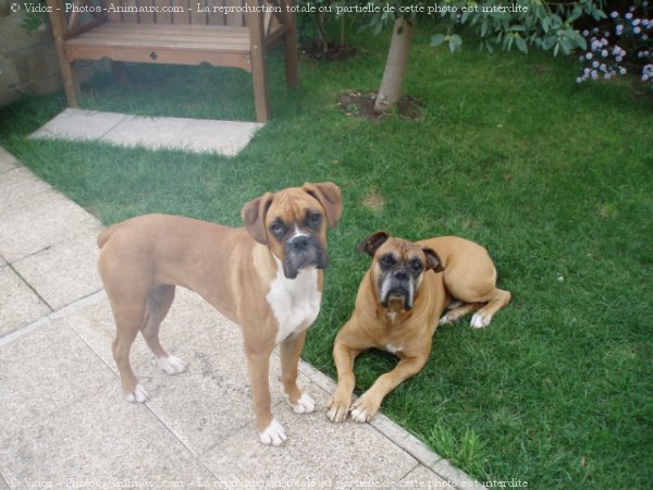 Photo de Boxer