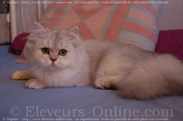 Photo de British longhair