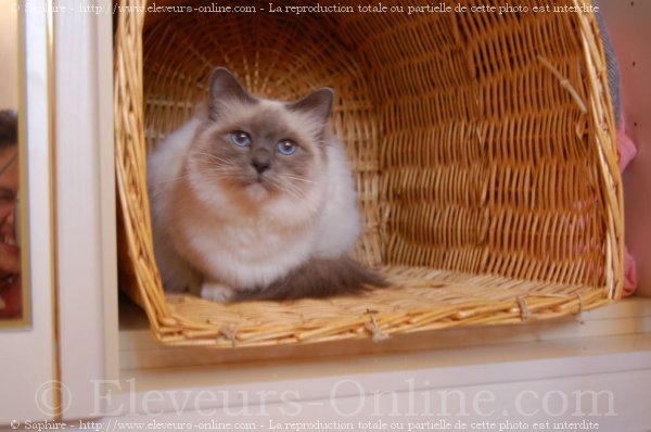 Photo de Sacr de birmanie