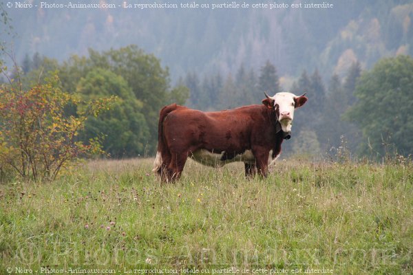 Photo de Vache