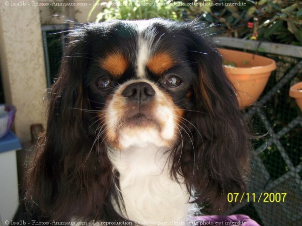 Photo de Cavalier king charles spaniel