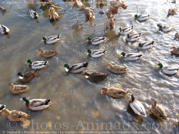 Photo de Canard