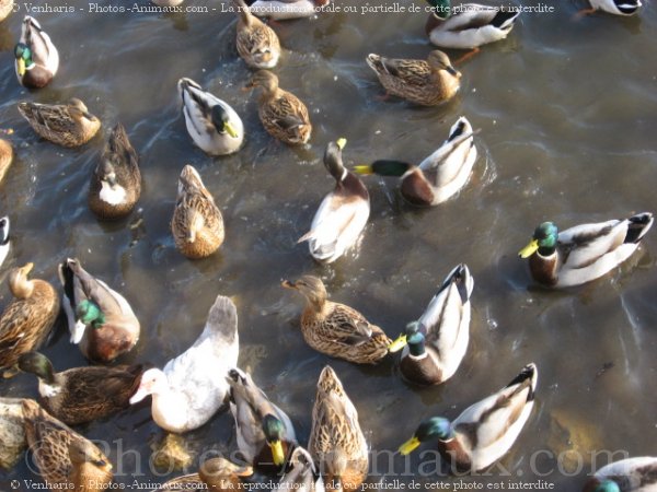 Photo de Canard