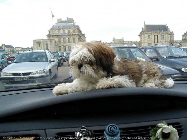 Photo de Shih tzu