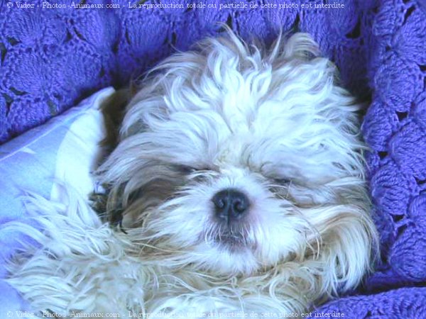 Photo de Shih tzu