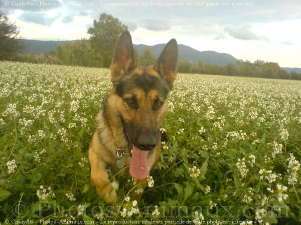 Photo de Berger allemand  poil court