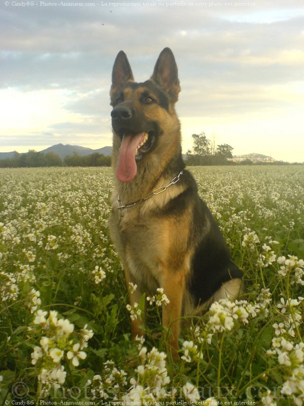 Photo de Berger allemand  poil court