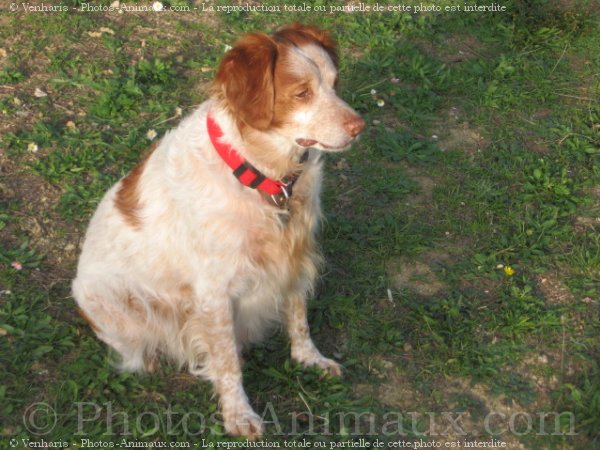 Photo d'Epagneul breton