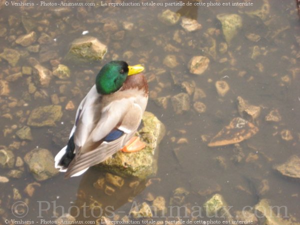 Photo de Canard colvert