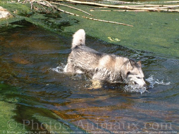 Photo de Husky siberien