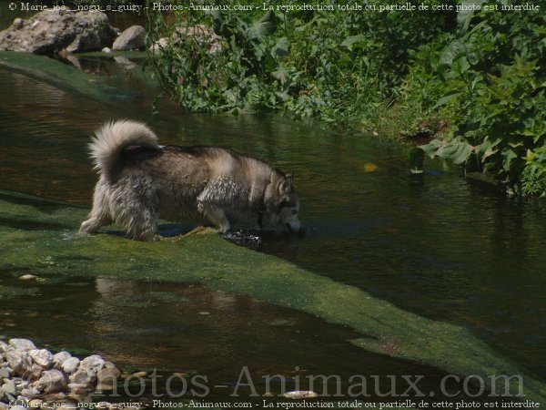 Photo de Husky siberien