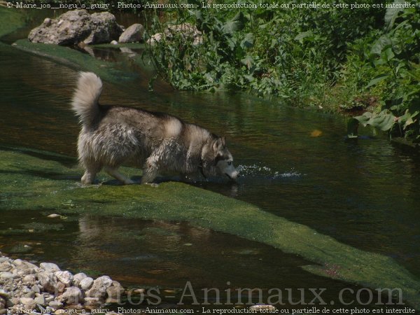 Photo de Husky siberien