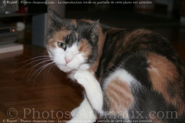 Photo de Chat domestique