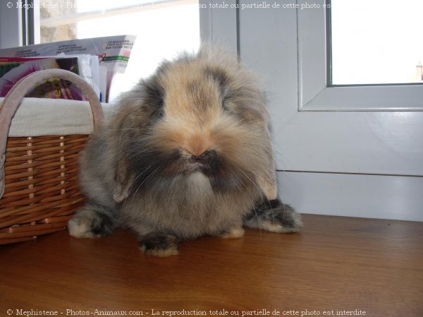 Photo de Lapin