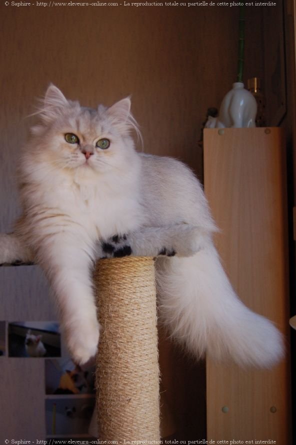 Photo de British longhair