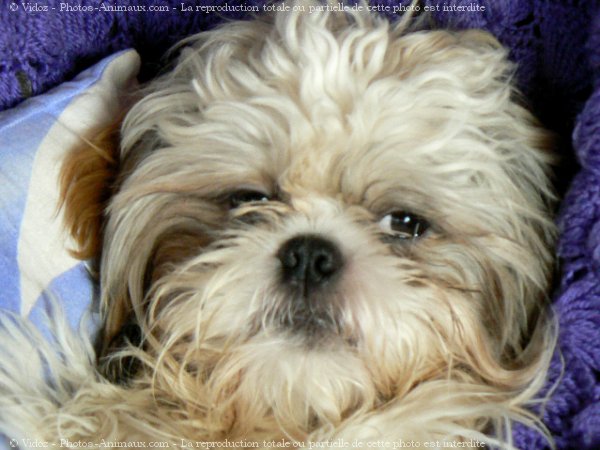 Photo de Shih tzu