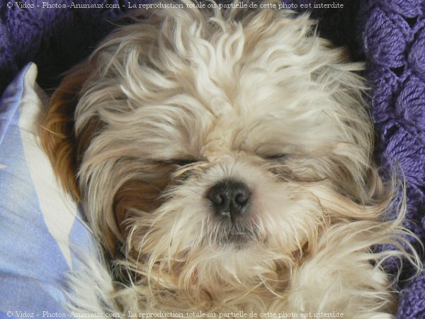 Photo de Shih tzu