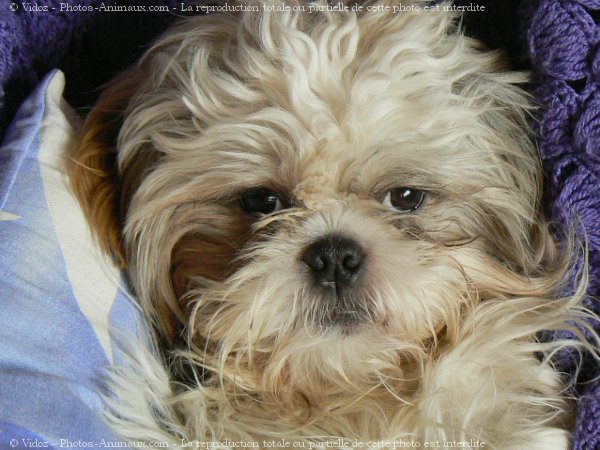 Photo de Shih tzu