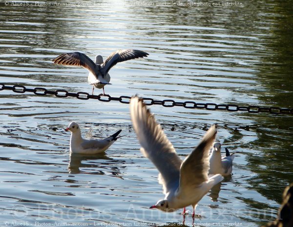 Photo de Mouette