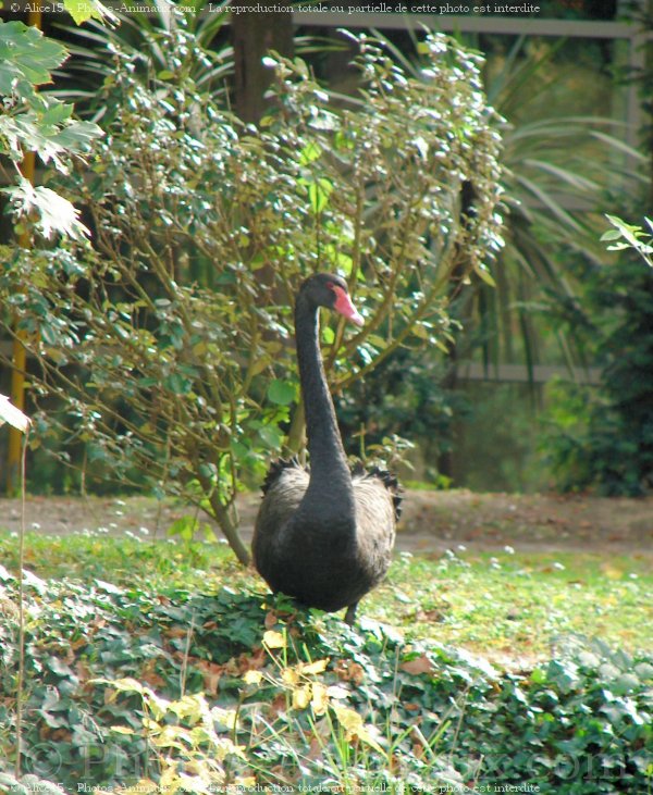 Photo de Cygne