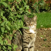 Photo de Chat domestique