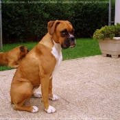 Photo de Boxer