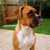 Photo de Boxer