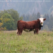 Photo de Vache