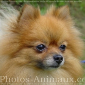 Photo de Spitz moyen