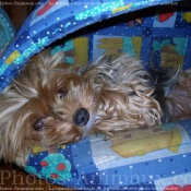 Photo de Yorkshire terrier