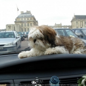 Photo de Shih tzu