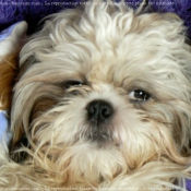 Photo de Shih tzu