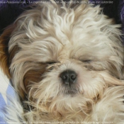 Photo de Shih tzu