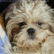 Photo de Shih tzu