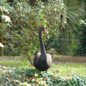 Photo de Cygne