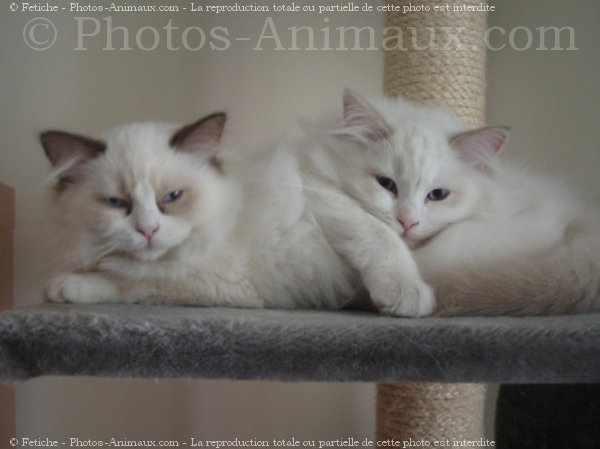 Photo de Ragdoll