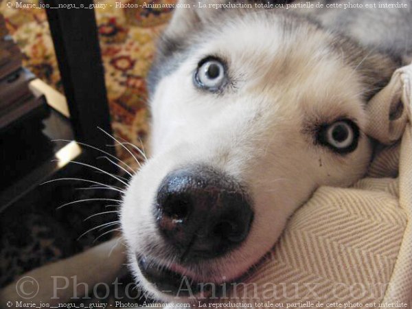 Photo de Husky siberien