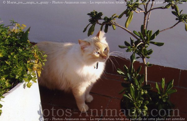 Photo de Croisement