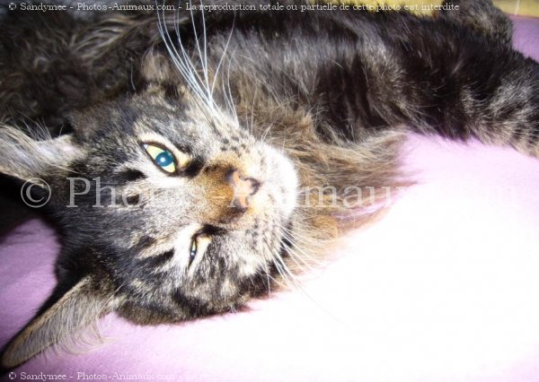 Photo de Maine coon