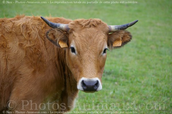 Photo de Vache