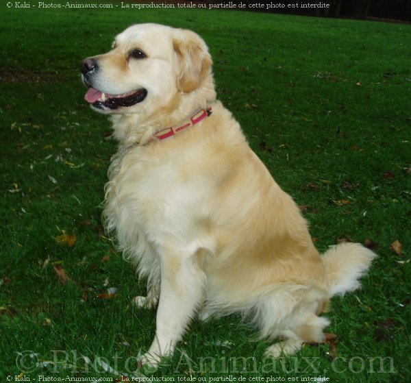 Photo de Golden retriever