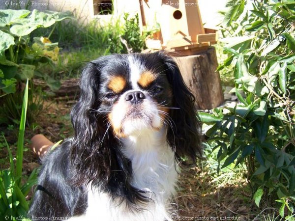 Photo de Cavalier king charles spaniel