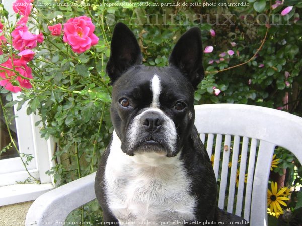 Photo de Boston terrier