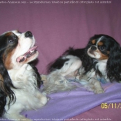 Photo de Cavalier king charles spaniel