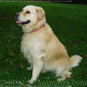 Photo de Golden retriever