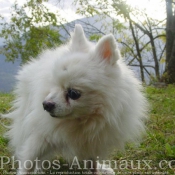 Photo de Spitz moyen