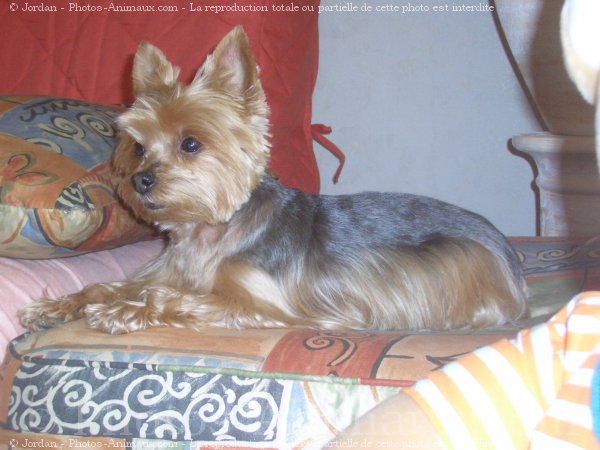 Photo de Yorkshire terrier