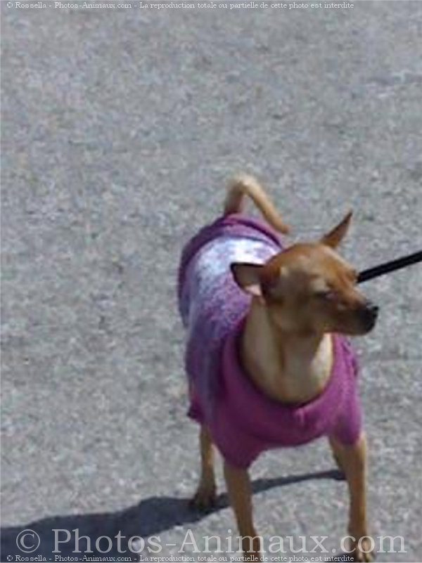 Photo de Pinscher nain