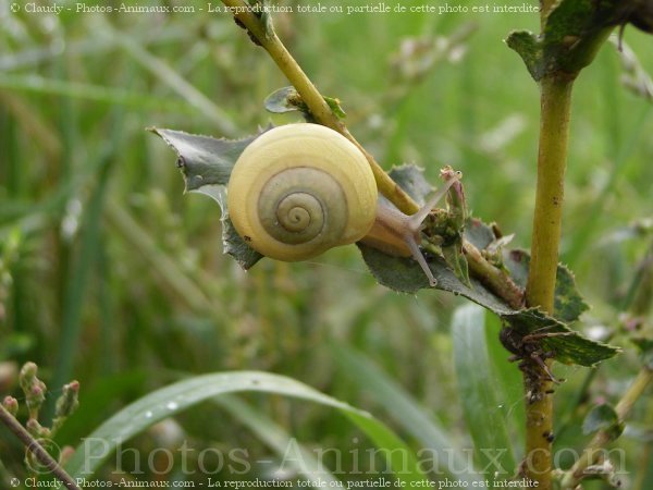 Photo d'Escargot